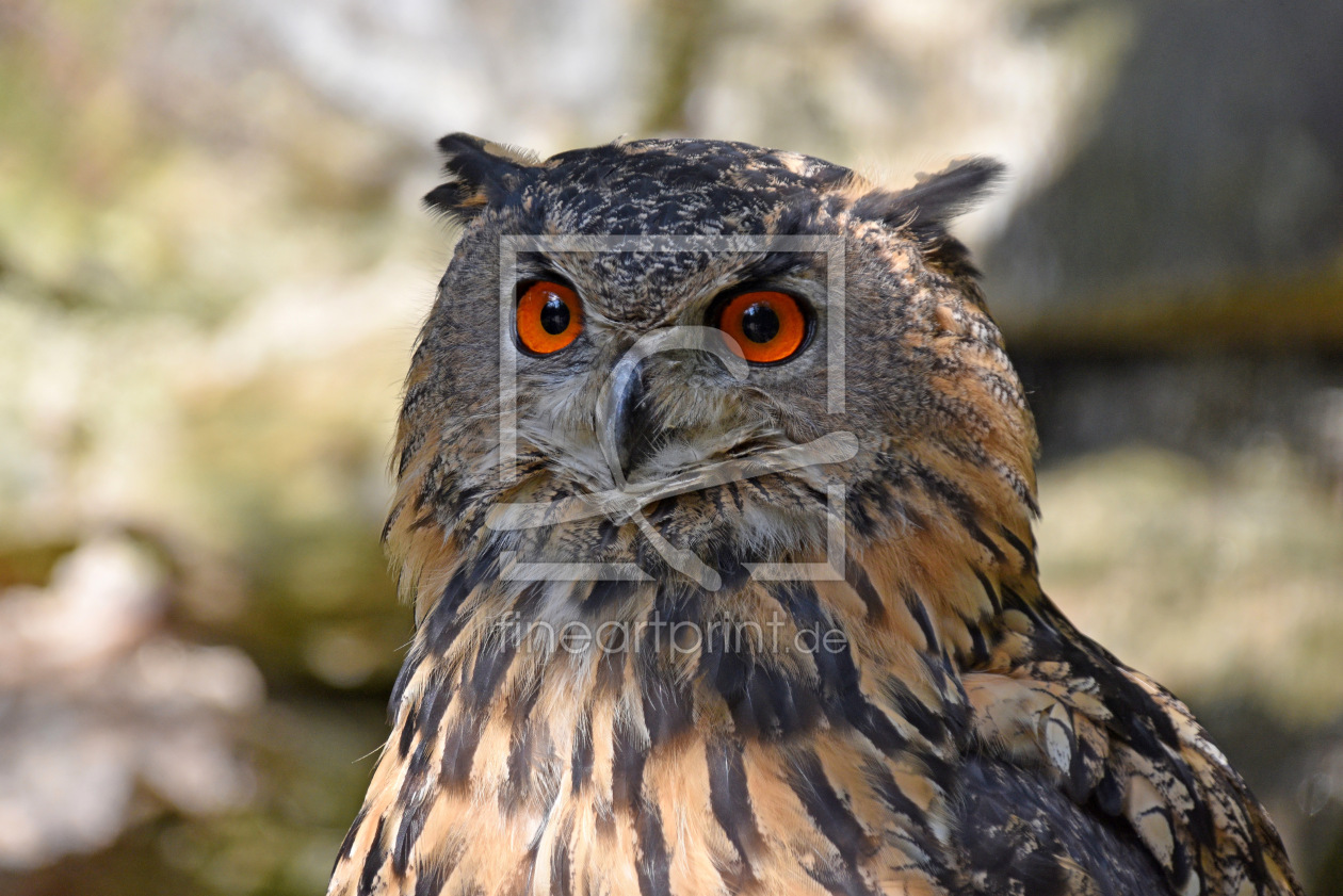 Bild-Nr.: 12843911 Uhu erstellt von GUGIGEI