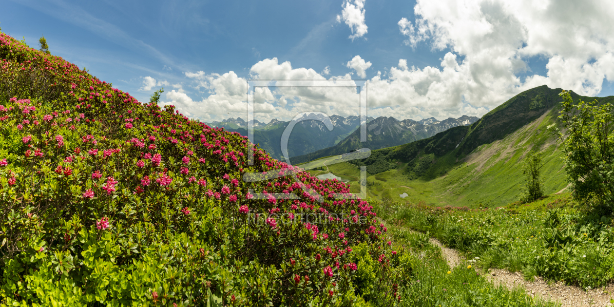 Bild-Nr.: 12843988 Alpenrosenblüte erstellt von Walter G. Allgöwer