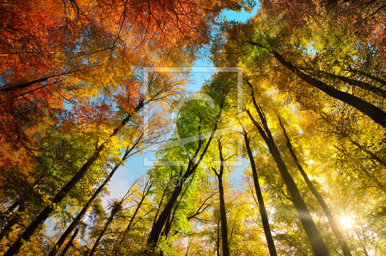 Bild-Nr.: 12844383 Blätterdach hoher Bäume in Herbstfarben erstellt von Smileus