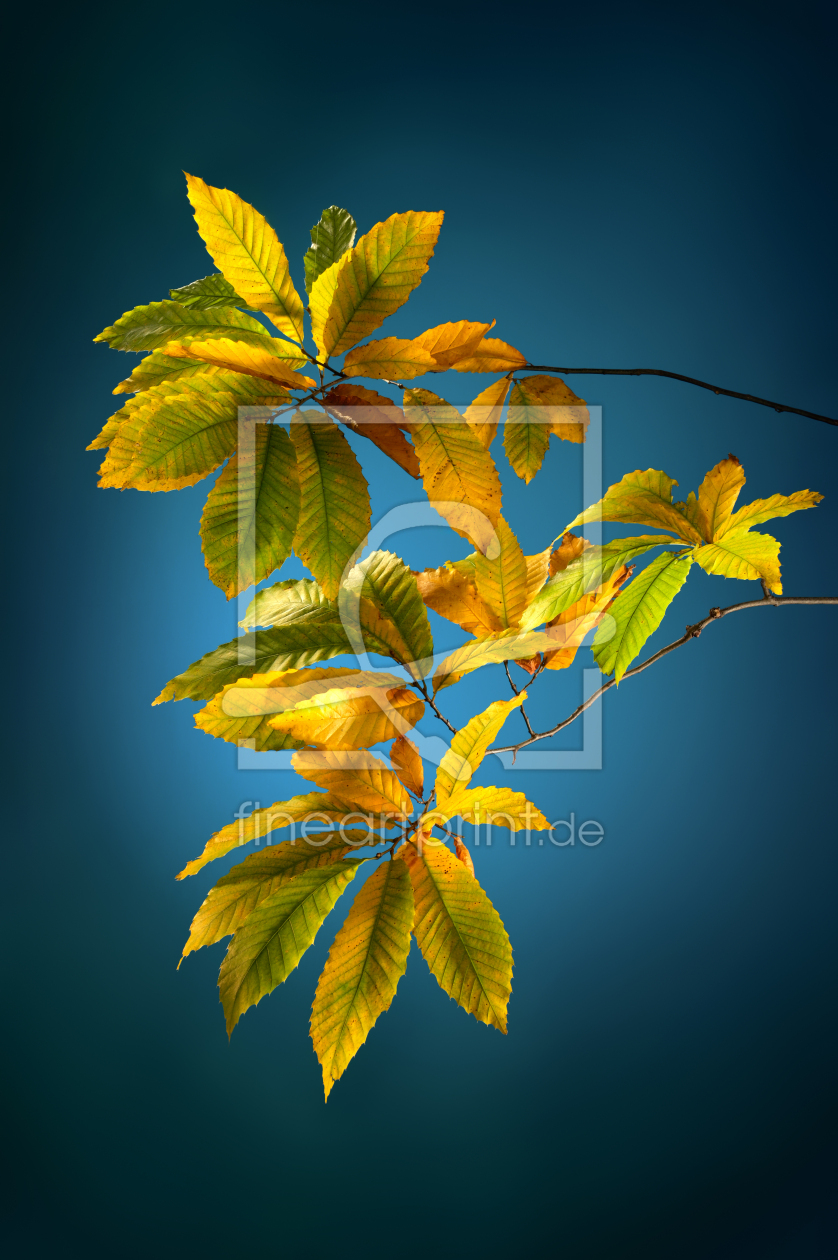 Bild-Nr.: 12844418 Kastanienblätter im Herbst auf blauem Hintergrund erstellt von Smileus