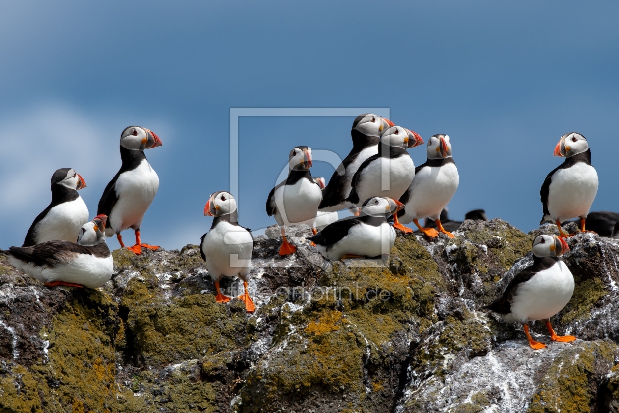 Bild-Nr.: 12844447 Papageientaucher auf der Isle of May in Schottland erstellt von grafxart