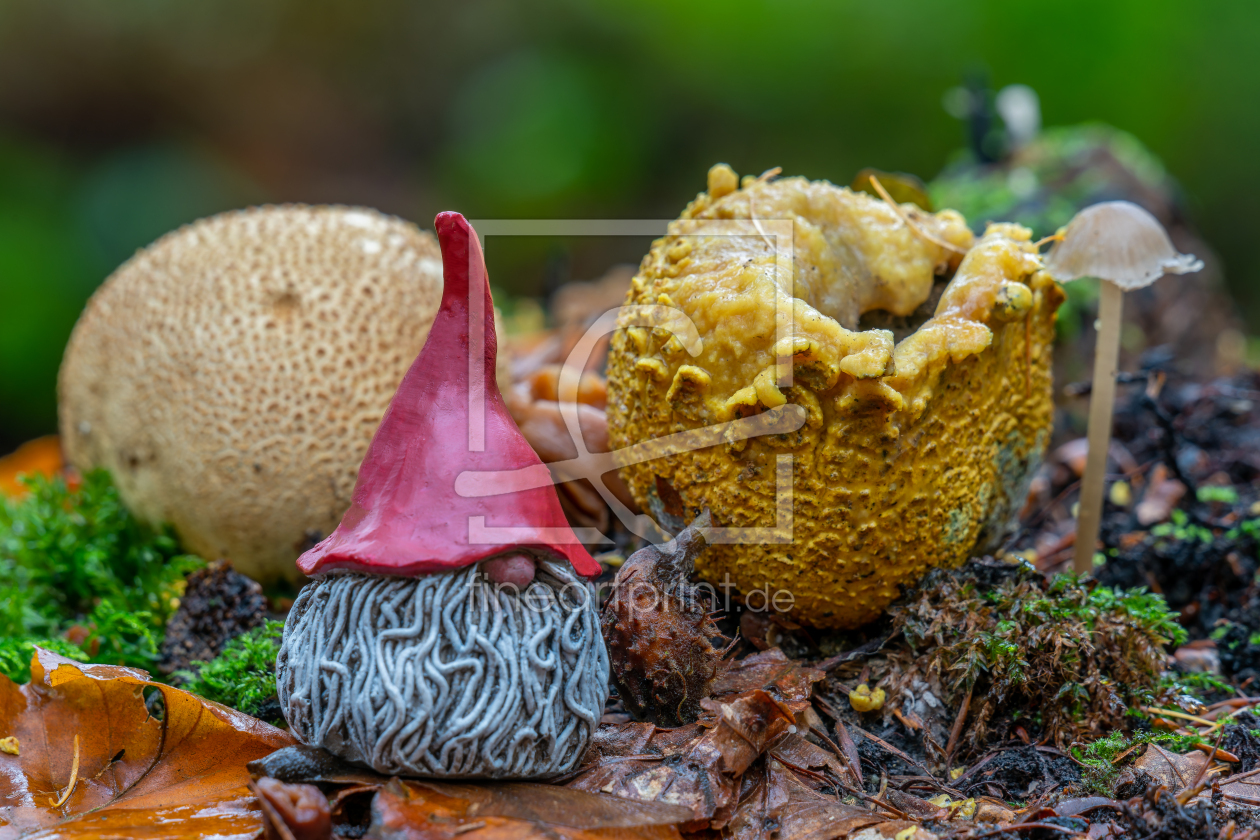 Bild-Nr.: 12845368 Gnom vor einer Pilzgruppe erstellt von volker heide
