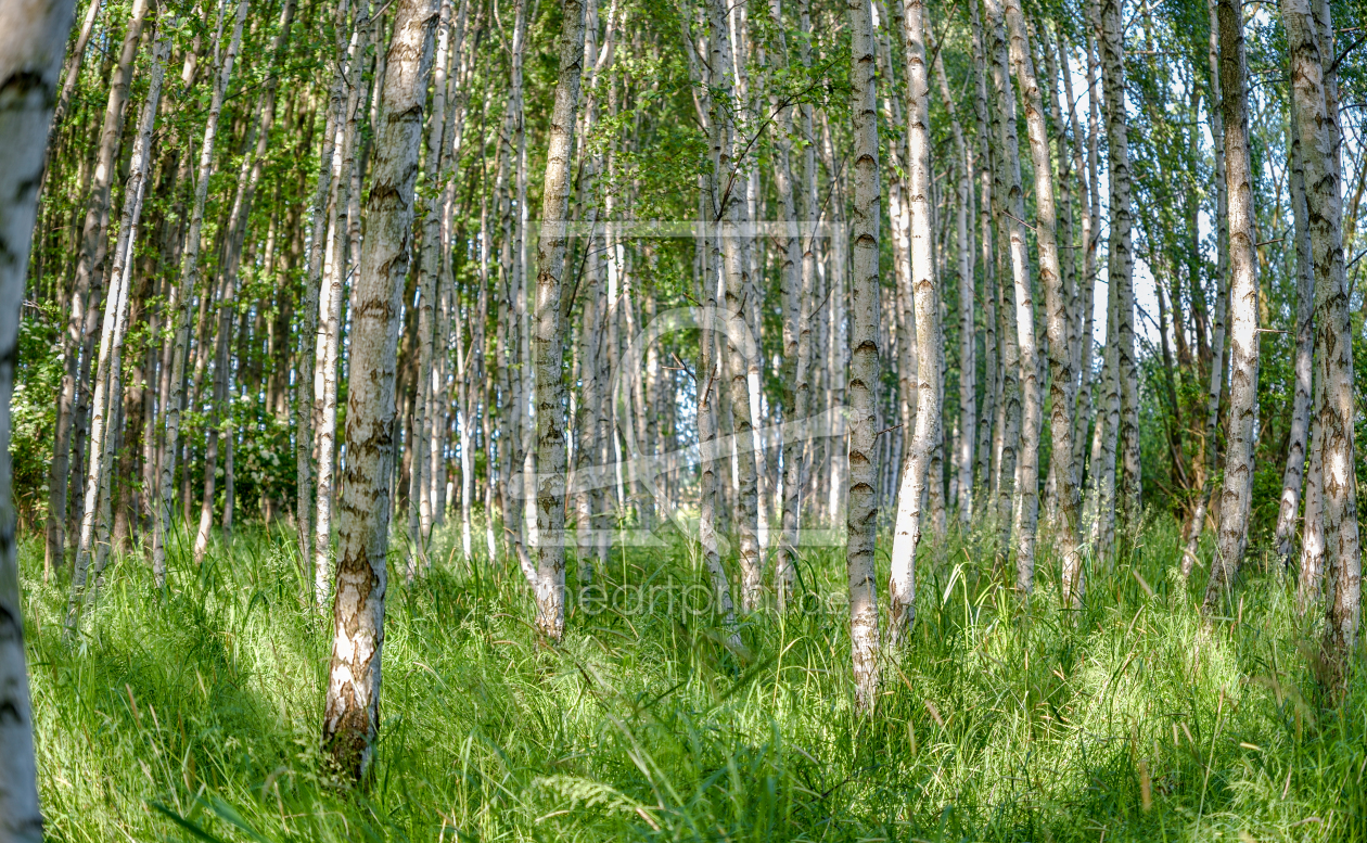 Bild-Nr.: 12845394 Birkenwald erstellt von Gregor Handy