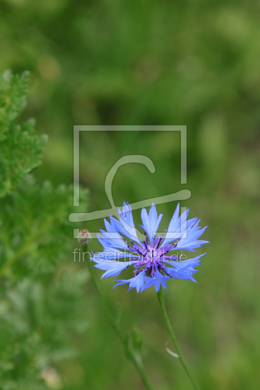 Bild-Nr.: 12845739 alleine erstellt von Wunderblume1
