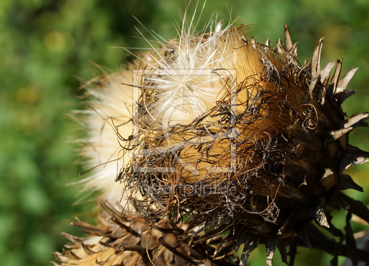 Bild-Nr.: 12846017 Cynara erstellt von youhaveadream