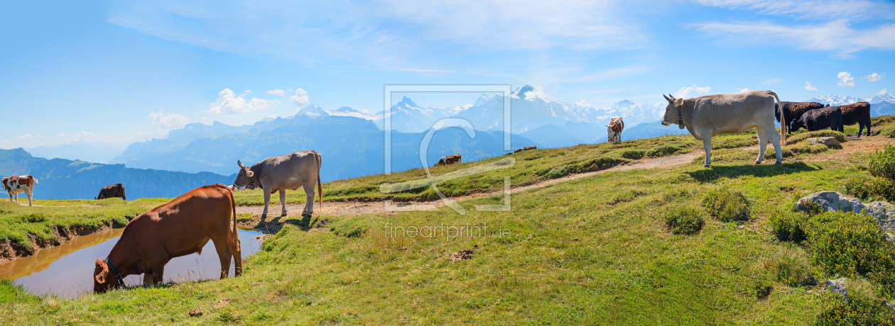 Bild-Nr.: 12846957 Kühe am Niederhorn erstellt von SusaZoom