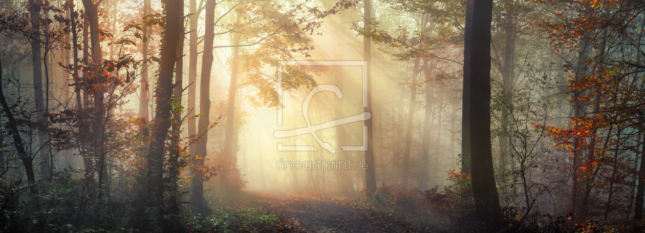 Bild-Nr.: 12847064 Schöne sonnige Stimmung im nebligen Herbstwald erstellt von Smileus