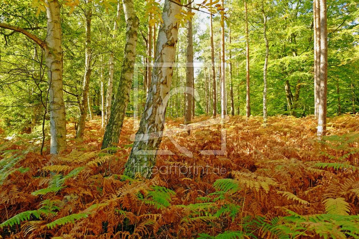 Bild-Nr.: 12847169 Birkenwald erstellt von Ostfriese
