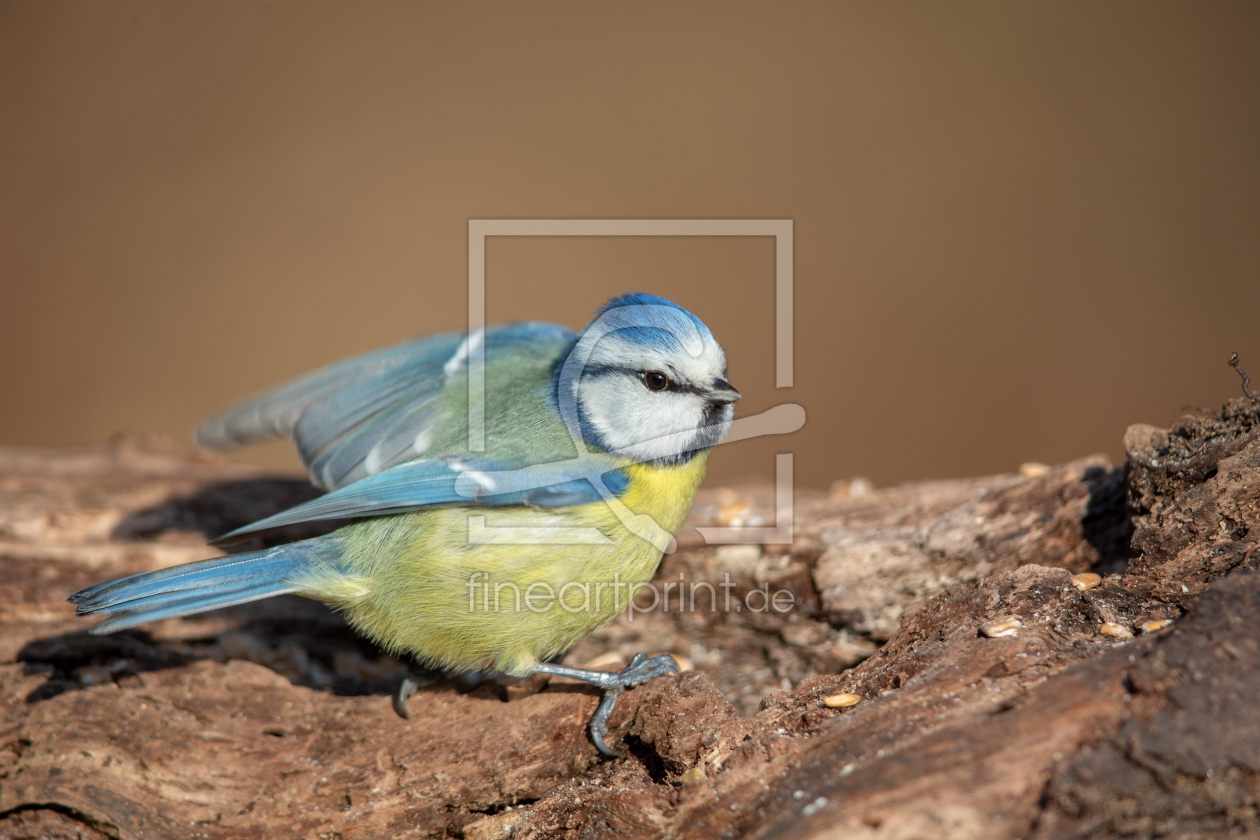 Bild-Nr.: 12847254 Blaumeise erstellt von DirkR
