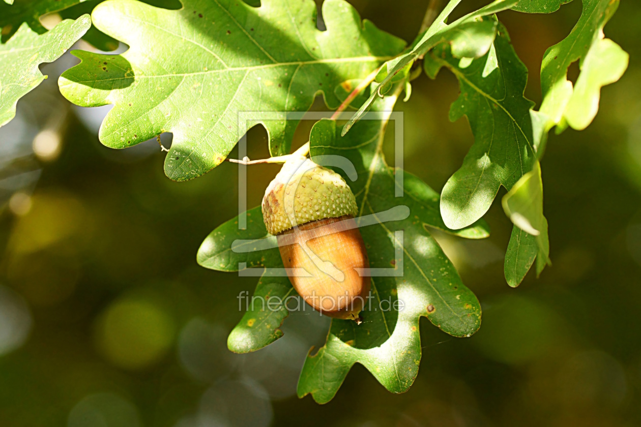 Bild-Nr.: 12847832 Herbst erstellt von youhaveadream