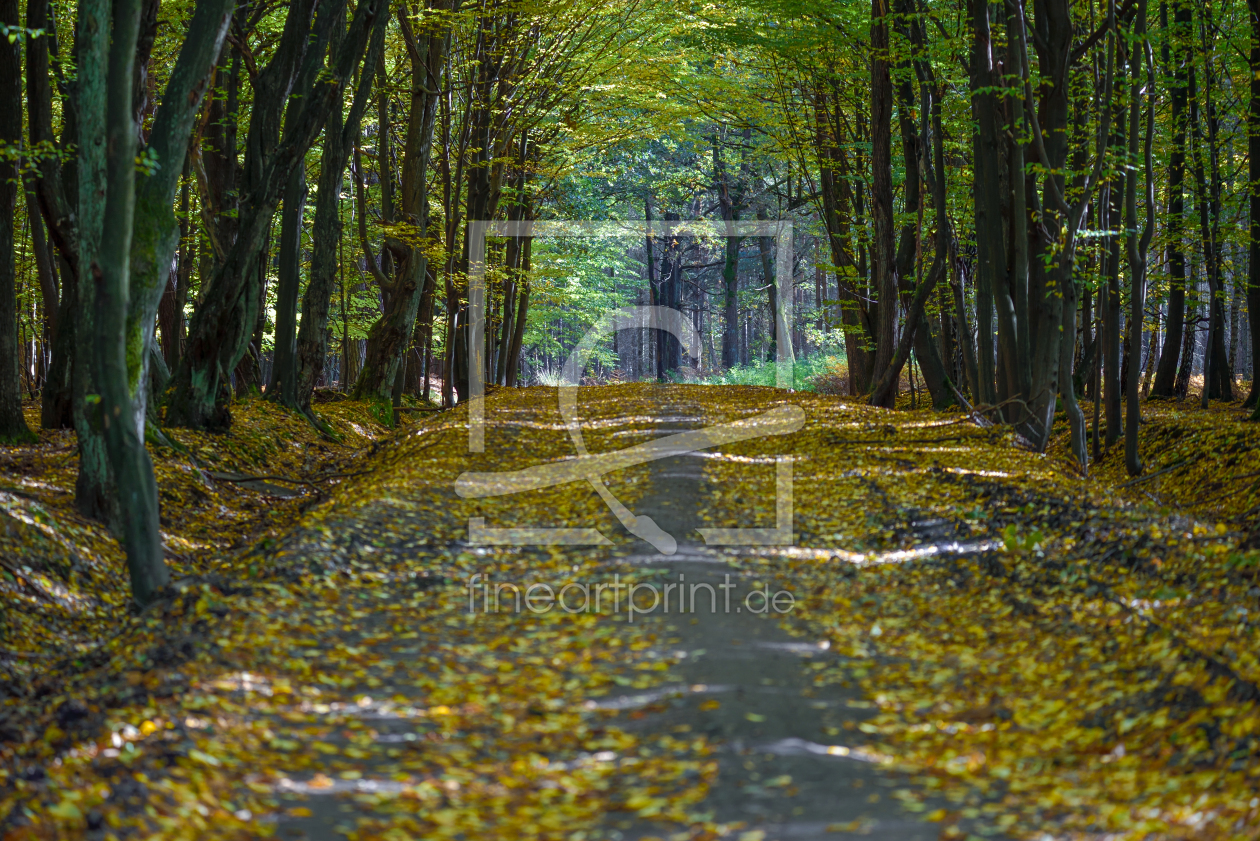 Bild-Nr.: 12848303 Herbst erstellt von Gregor Handy