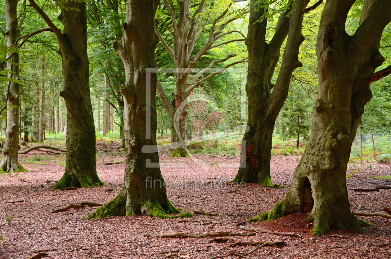 Bild-Nr.: 12849903 Alte Laubbäume erstellt von Ostfriese