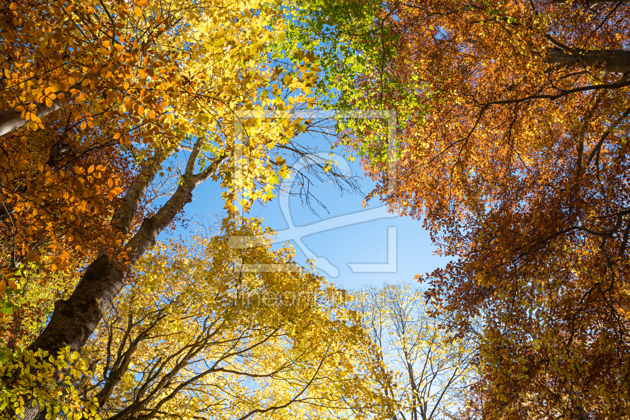 Bild-Nr.: 12849923 Herbstliche Baumkronen I erstellt von SusaZoom