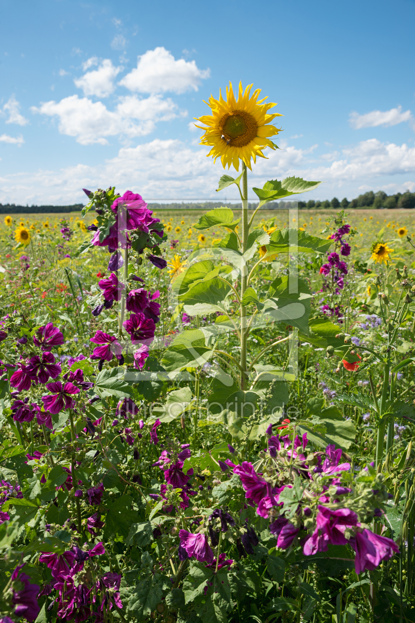 Bild-Nr.: 12850618 Sonnenblumen und Malven erstellt von SusaZoom