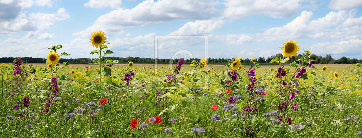 Bild-Nr.: 12850629 Bunte Wiese für Insekten erstellt von SusaZoom