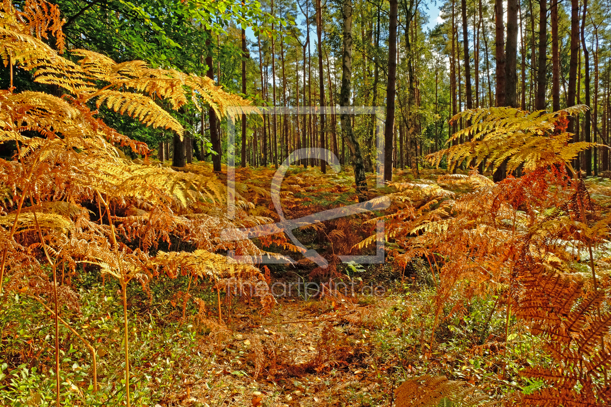 Bild-Nr.: 12850797 Farnwald erstellt von Ostfriese