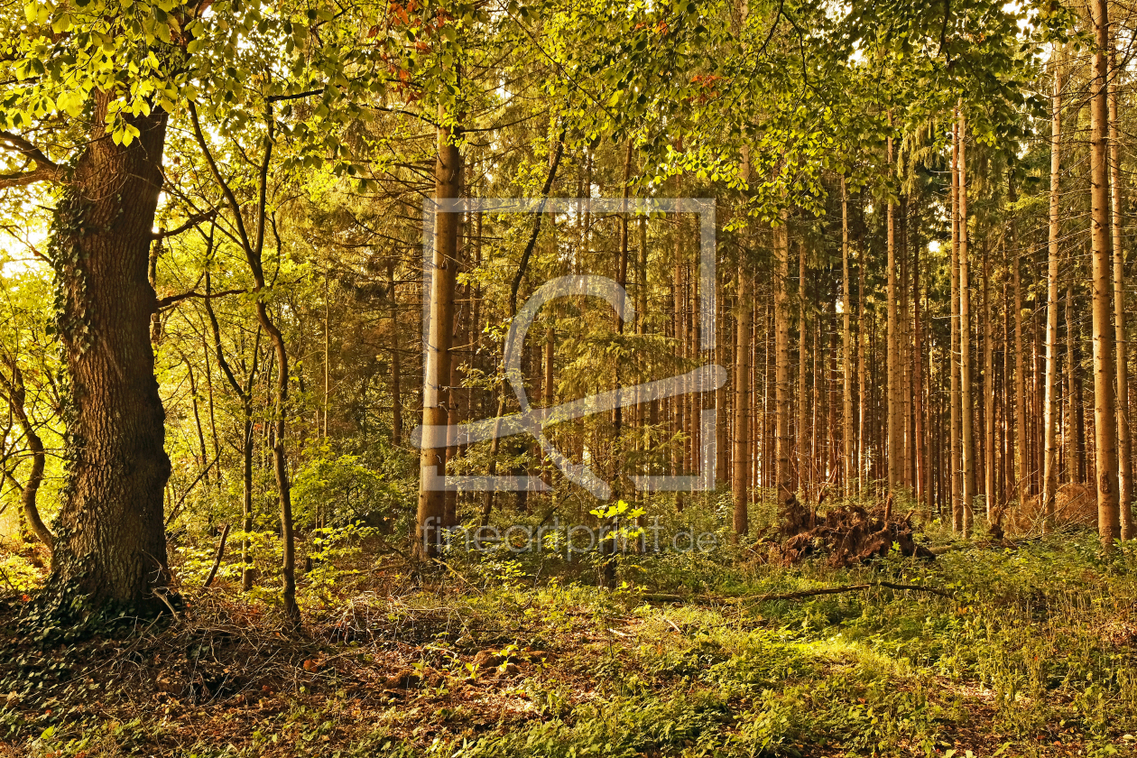 Bild-Nr.: 12851079 Mischwald erstellt von Ostfriese