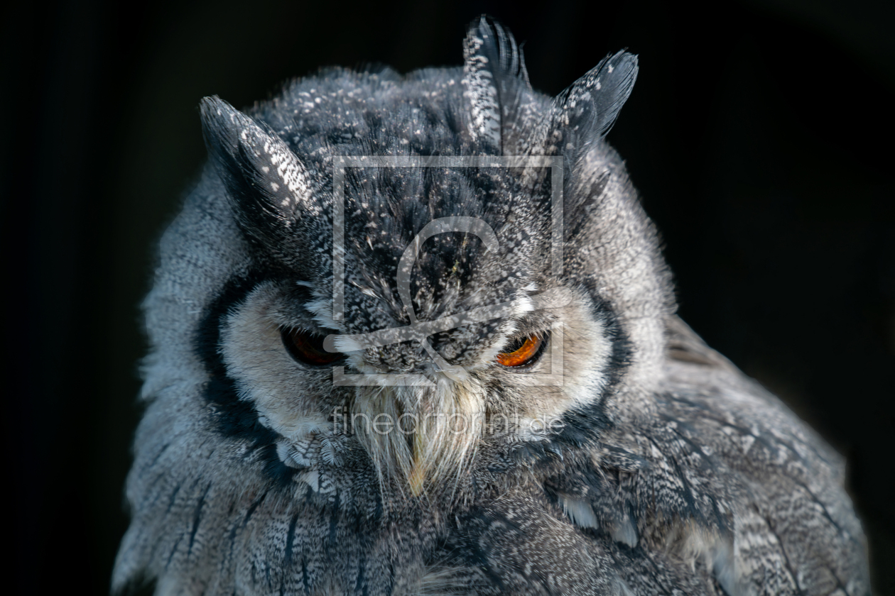 Bild-Nr.: 12851573 Weißgesichtseule  erstellt von volker heide