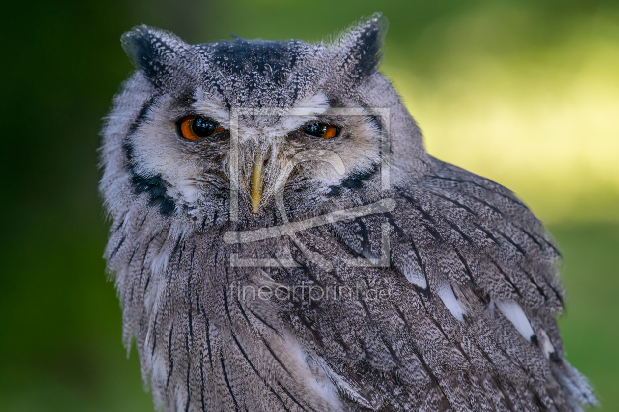 Bild-Nr.: 12851574 Im Blick der Weißgesichtseule erstellt von volker heide