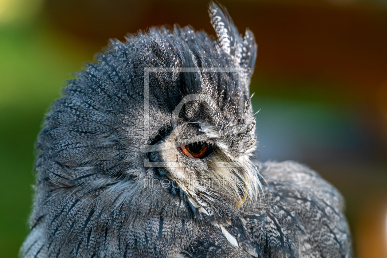 Bild-Nr.: 12851579 Seitenansicht einer Weißgesichtseule erstellt von volker heide