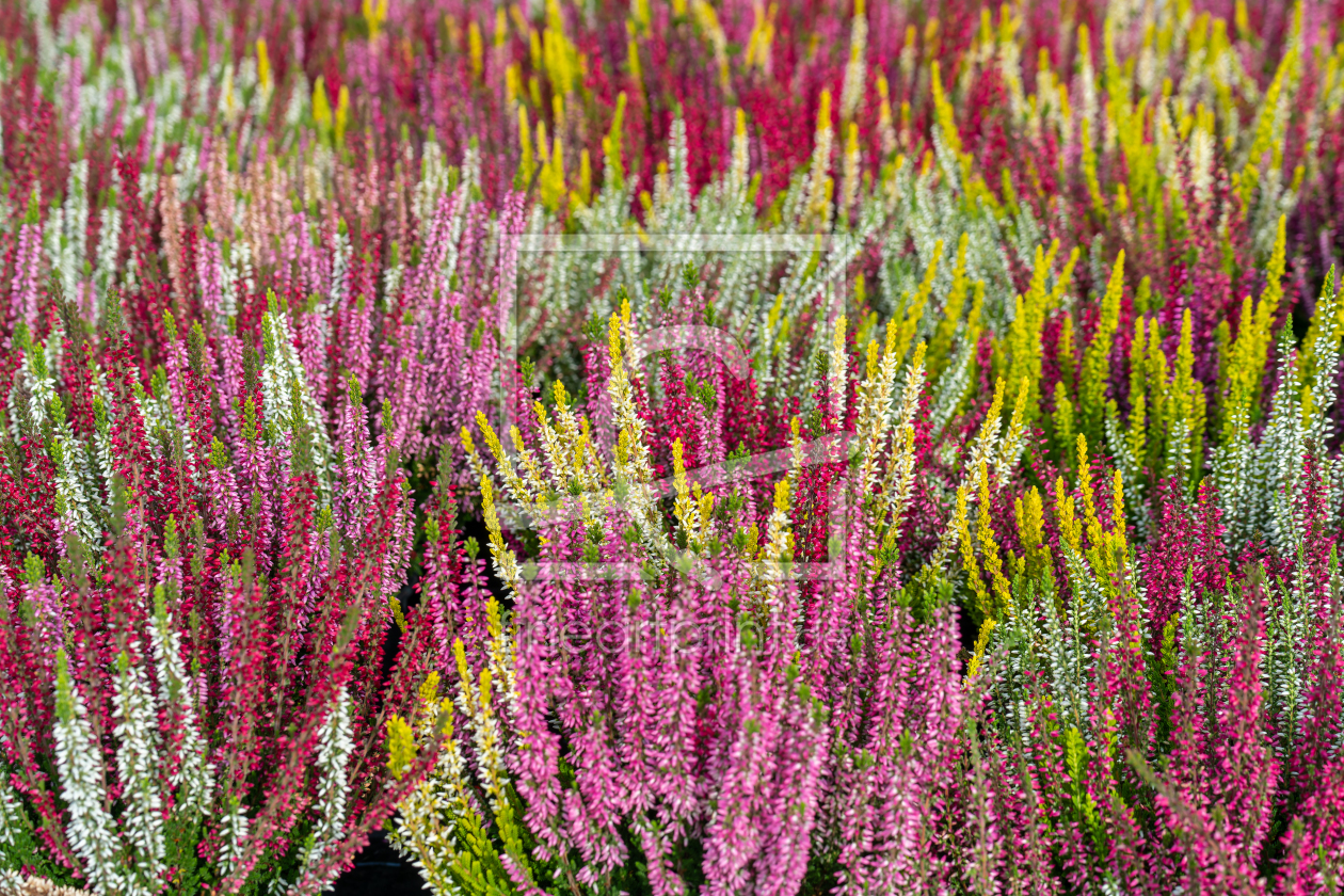 Bild-Nr.: 12851651 farbenfrohe Knospenheide erstellt von volker heide