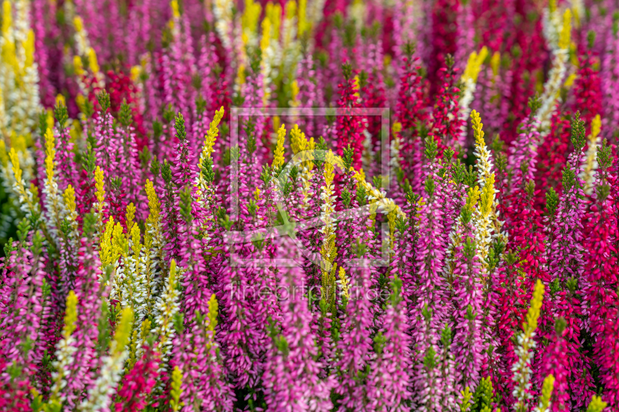 Bild-Nr.: 12851652 bunte Knospenheide erstellt von volker heide