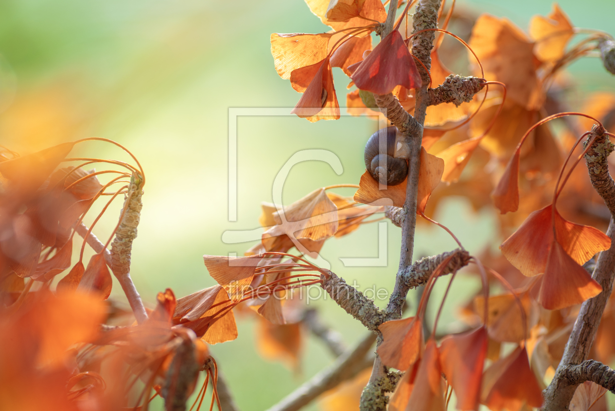 Bild-Nr.: 12851705 Herbstfarben und Schneckenhaus erstellt von Tanja Riedel