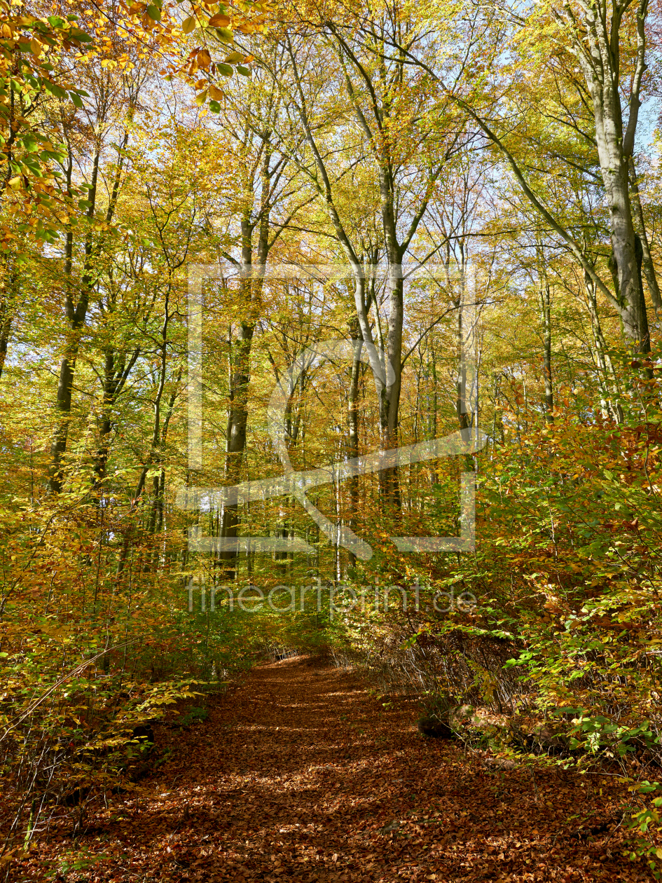 Bild-Nr.: 12852033 Farbenexplosion im Herbstwald erstellt von Reiner Würz