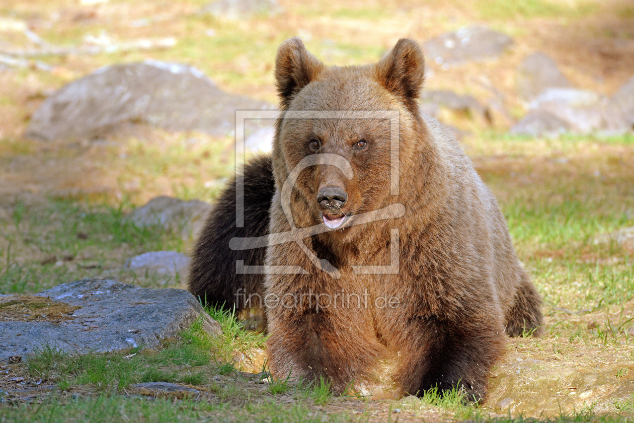 Bild-Nr.: 12852360 Braunbär erstellt von GUGIGEI