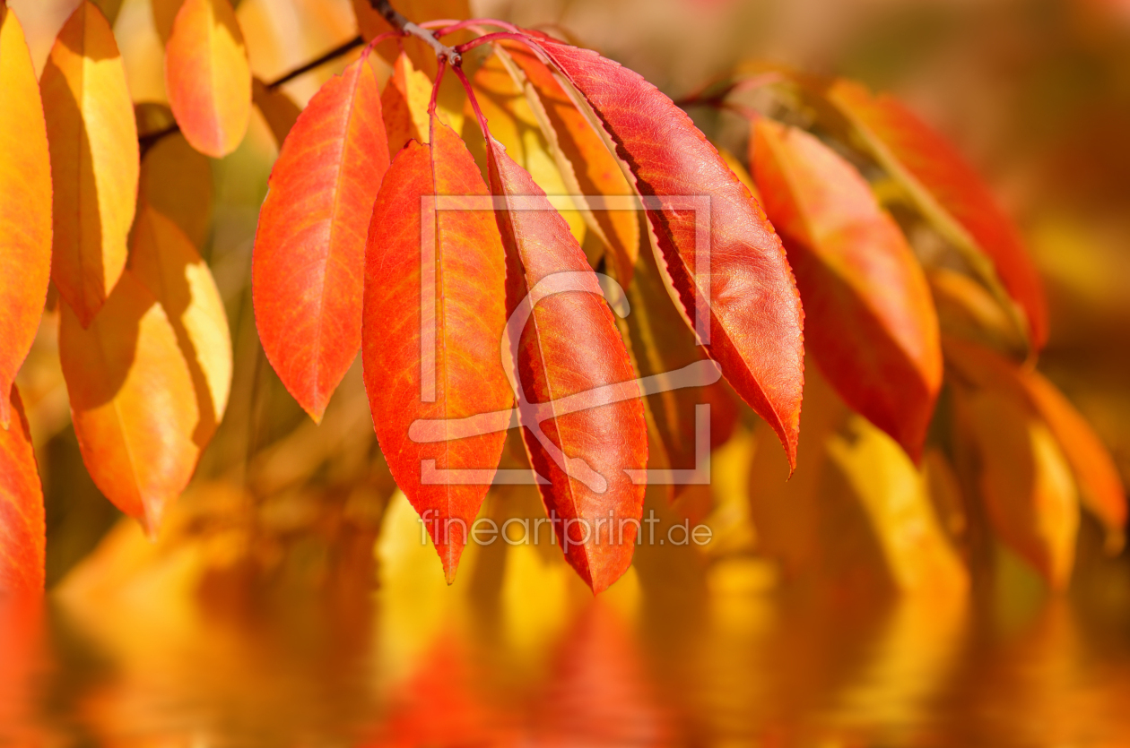 Bild-Nr.: 12852878 Herbstblätter erstellt von Atteloi