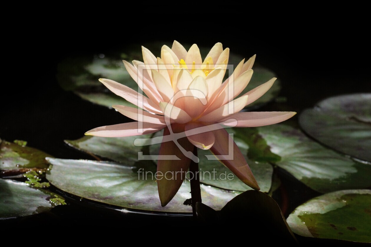 Bild-Nr.: 12853240 Seerose im Sonnenlicht erstellt von Marian