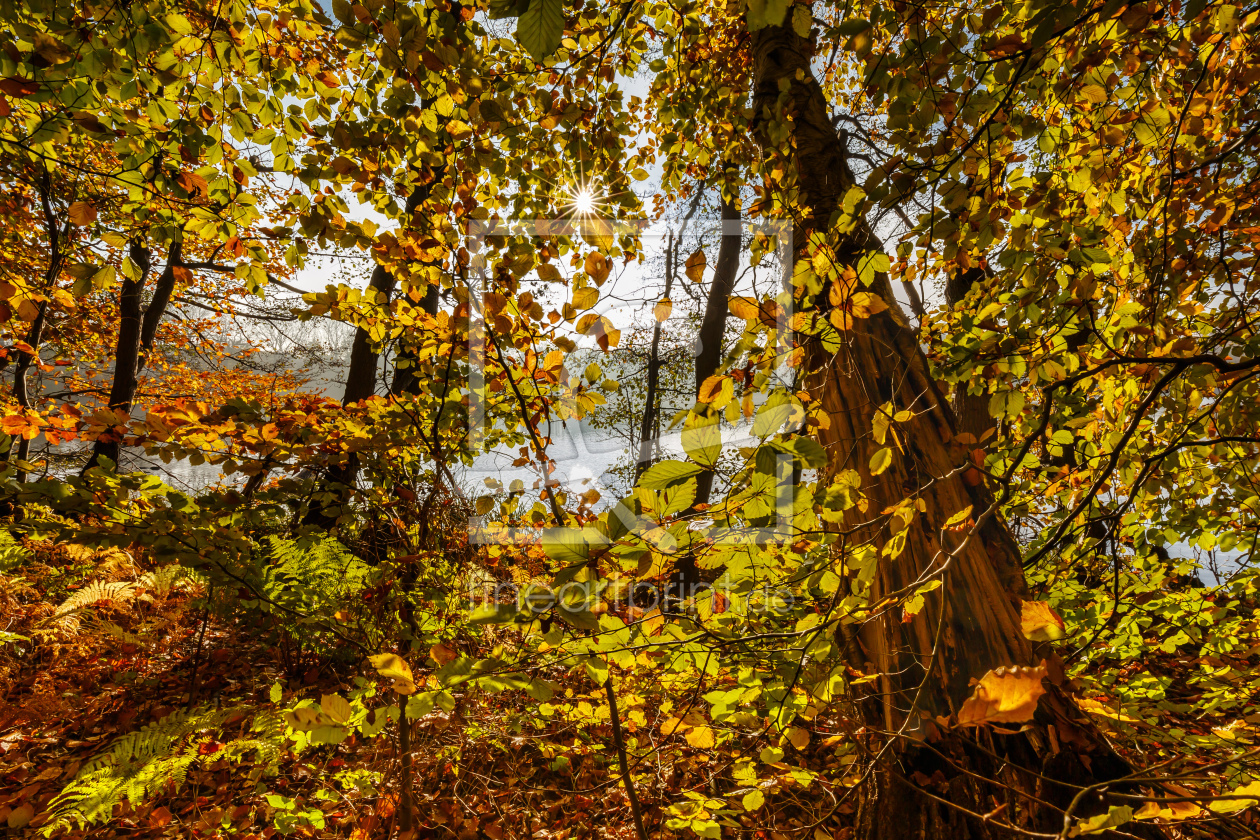 Bild-Nr.: 12853588 Goldener Herbst am See erstellt von Ursula Reins