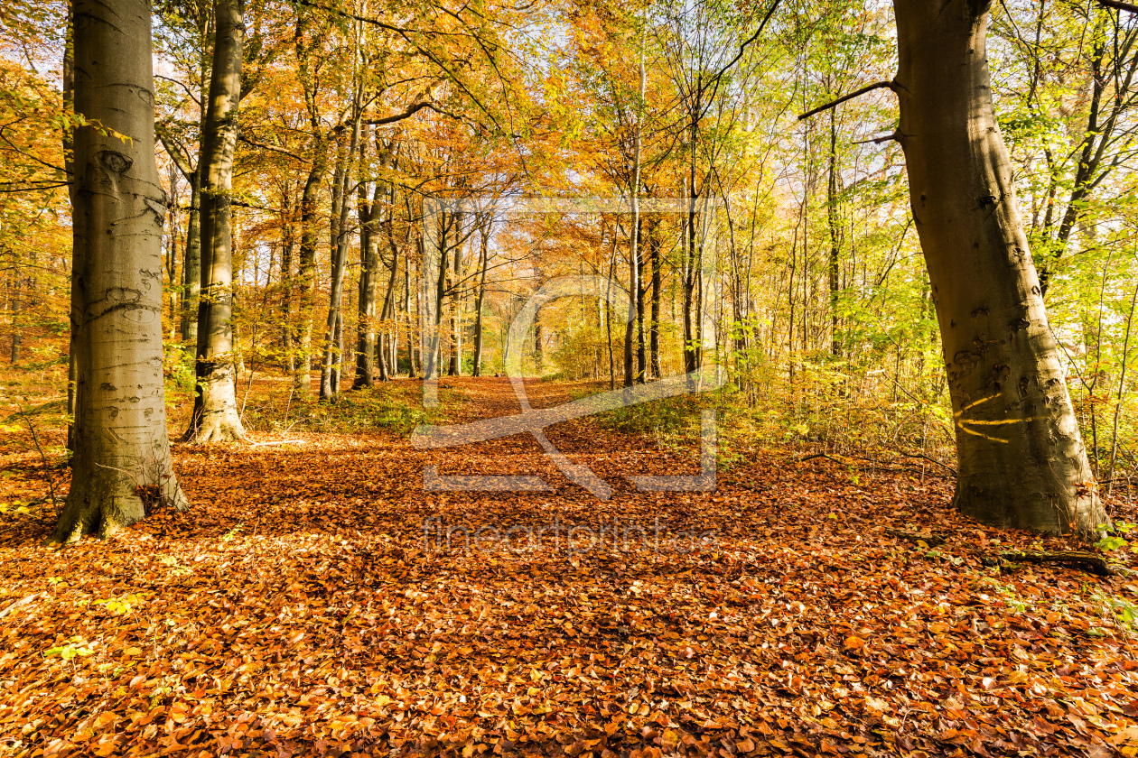 Bild-Nr.: 12853707 Wegweiser im Herbstwald erstellt von Ursula Reins