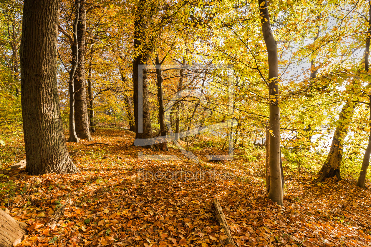 Bild-Nr.: 12853788 Altholz im Herbstwald erstellt von Ursula Reins