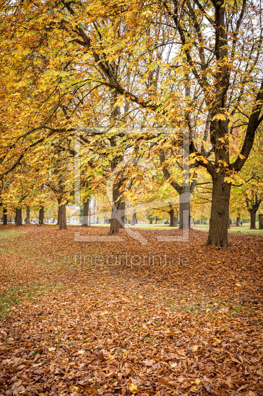 Bild-Nr.: 12854255 Herbstwald erstellt von shaas737