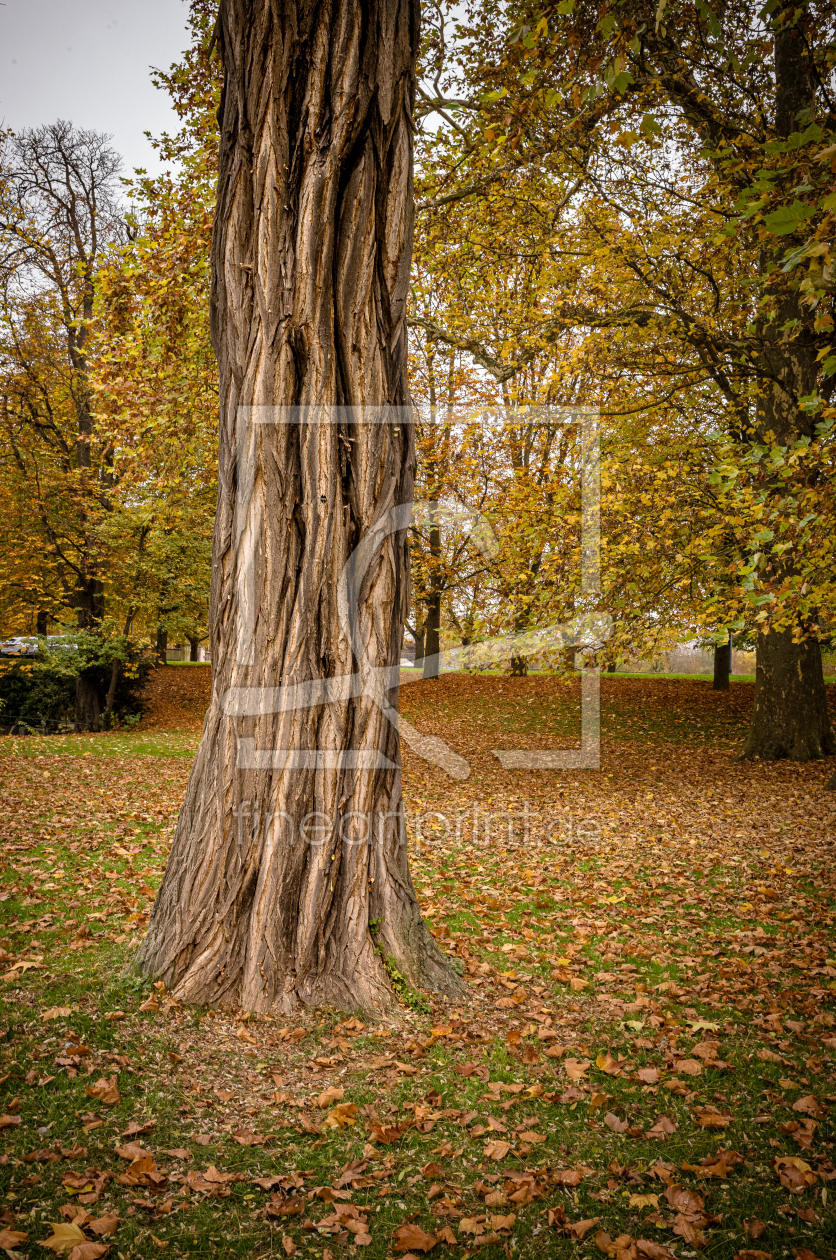 Bild-Nr.: 12854256 Autumn Tree erstellt von shaas737