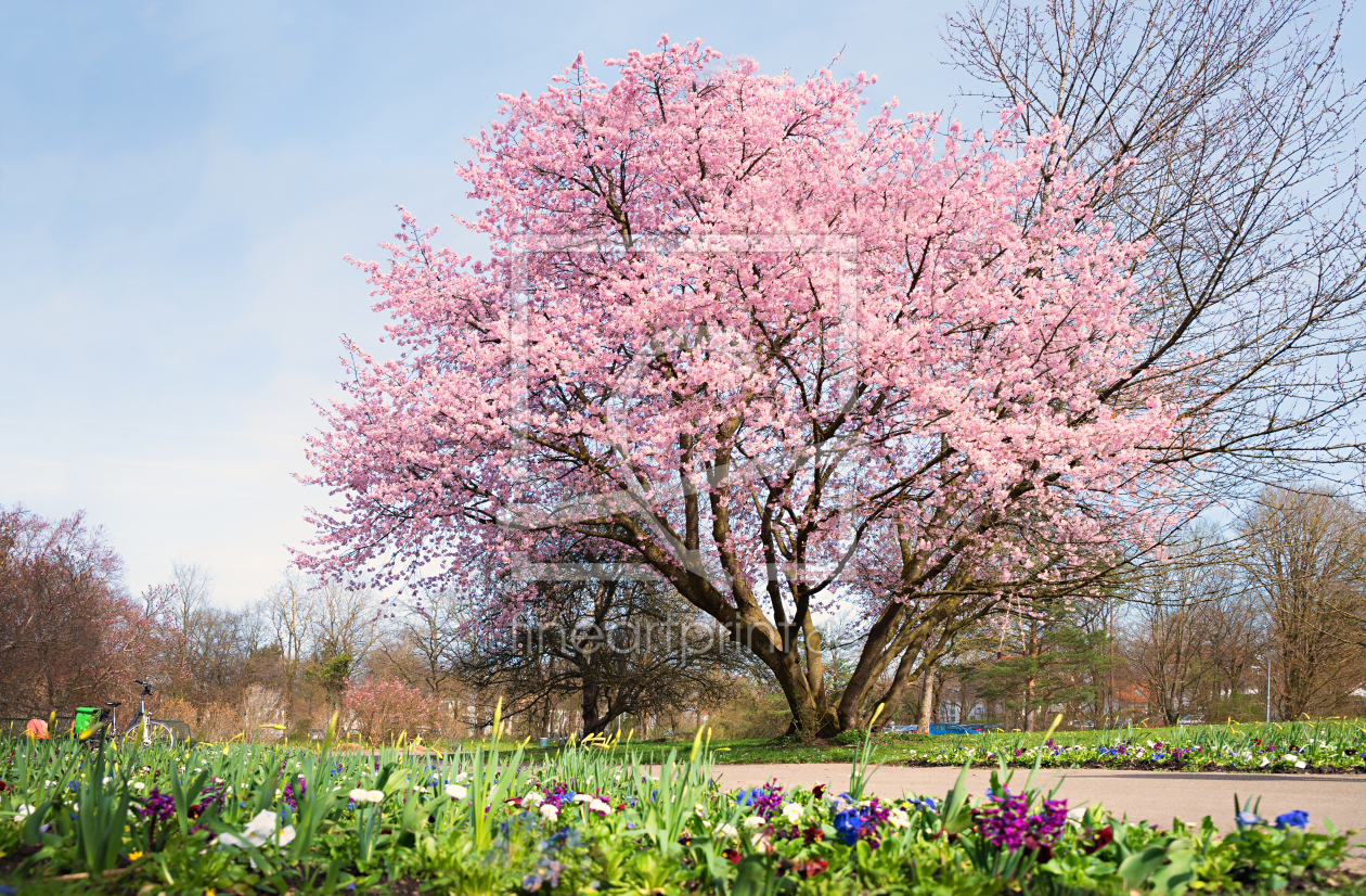 Bild-Nr.: 12854636 Blütenkirschbaum im Park erstellt von SusaZoom