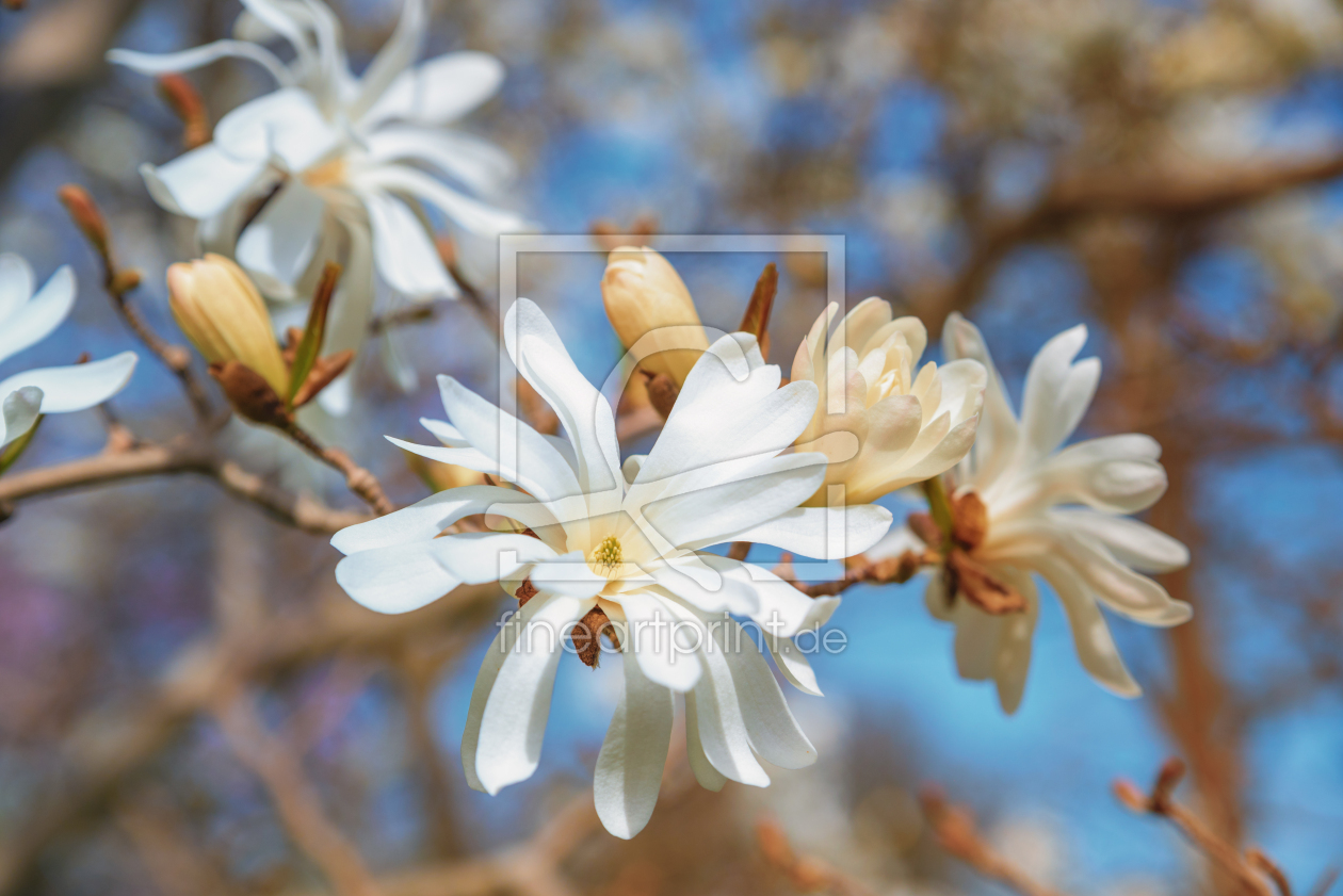 Bild-Nr.: 12854637 weiße Magnolienblüten erstellt von SusaZoom