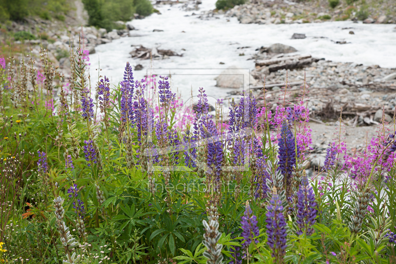 Bild-Nr.: 12855028 Wilde Lupinen und Weidenröschen am Fluss erstellt von SusaZoom