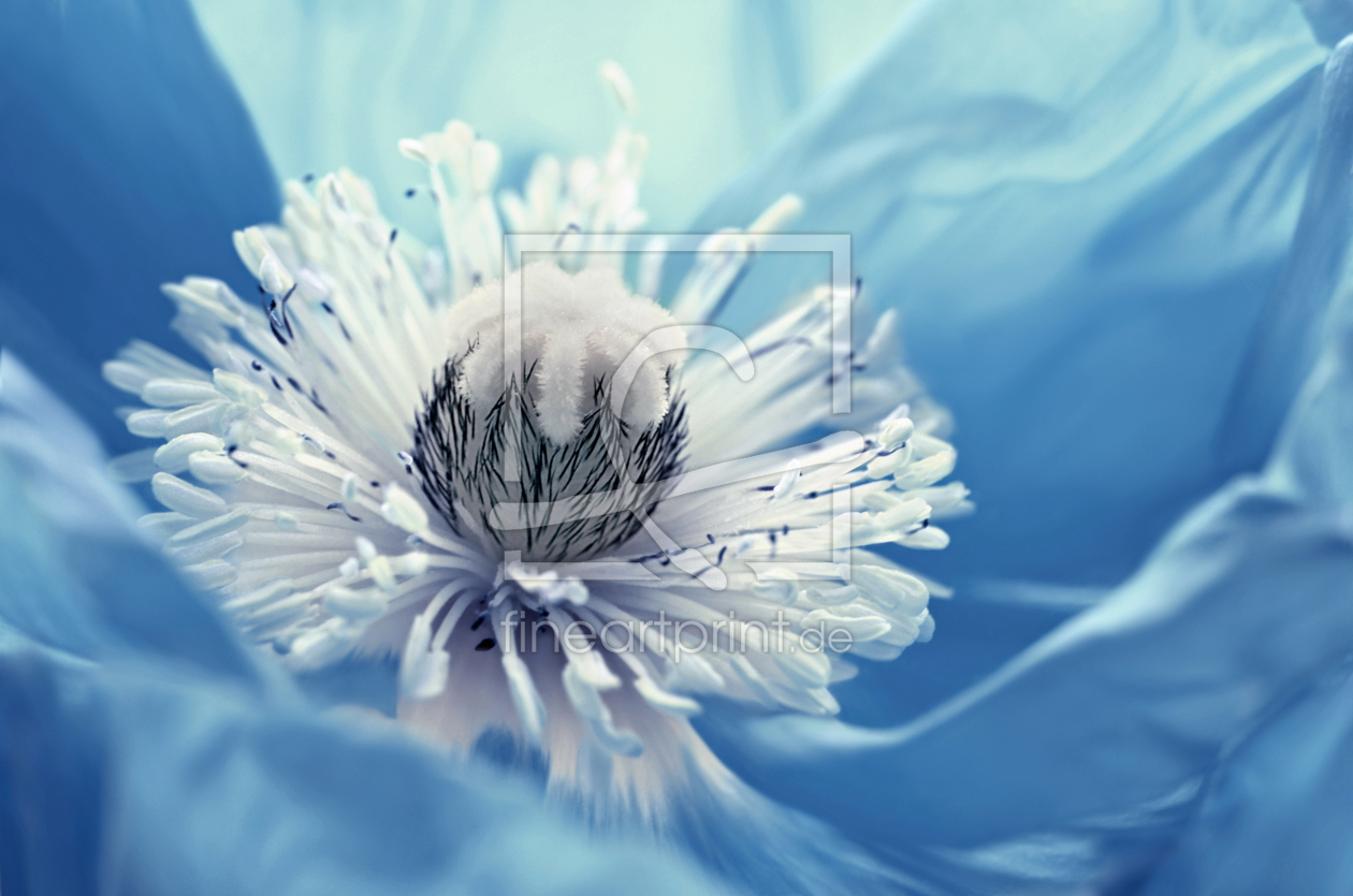 Bild-Nr.: 12855505 Mohnblume erstellt von Atteloi