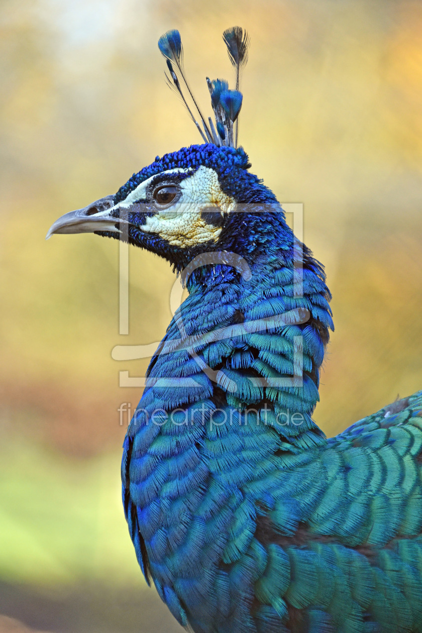 Bild-Nr.: 12856855 Stolzer Pfau erstellt von GUGIGEI