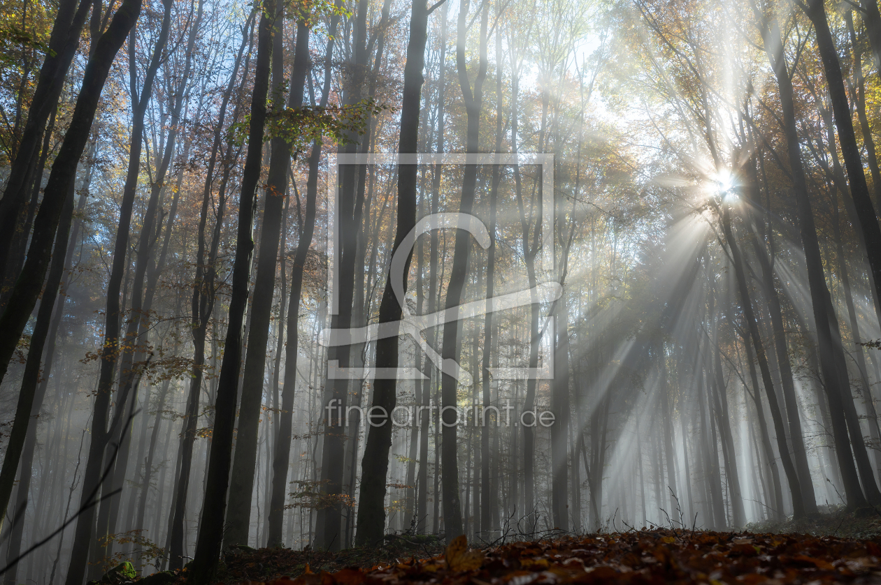 Bild-Nr.: 12856878 Die Sonne im Wald  erstellt von Claudia Evans