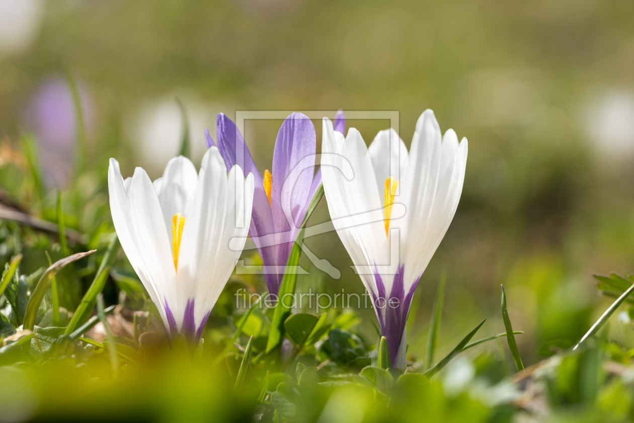 Bild-Nr.: 12857421 Zarte Krokusblüten I erstellt von SusaZoom