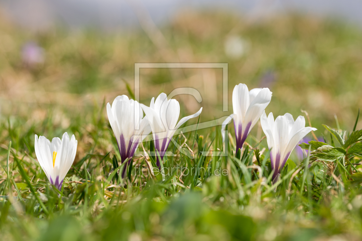 Bild-Nr.: 12857458 Zarte Krokusblüten III erstellt von SusaZoom
