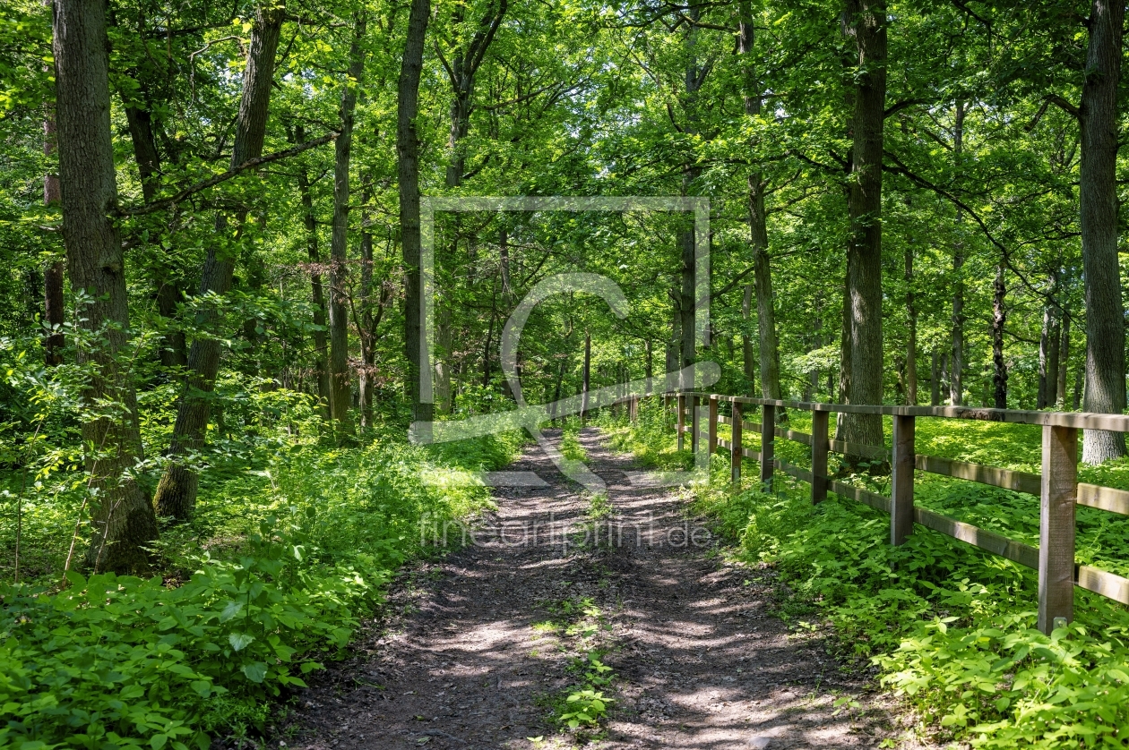 Bild-Nr.: 12858260 Der Weg durch den grünen Wald  erstellt von Claudia Evans