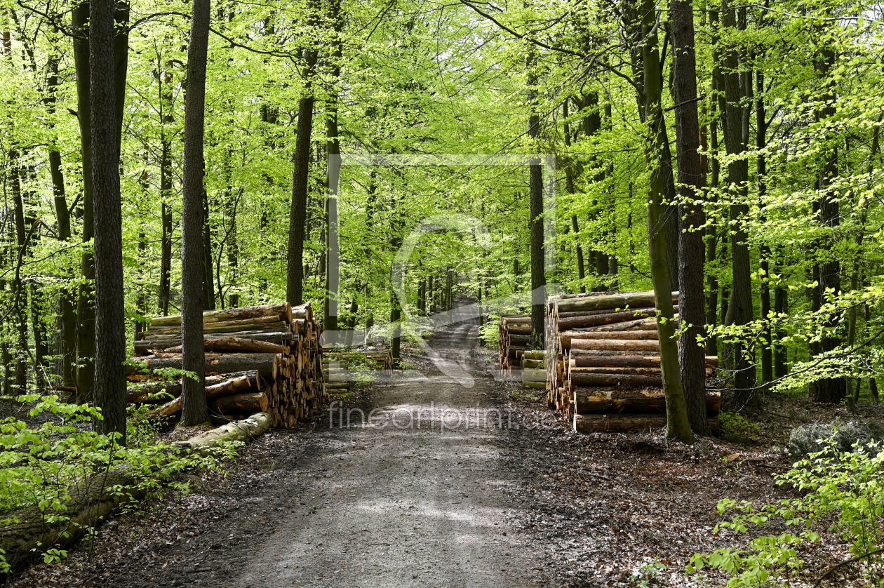 Bild-Nr.: 12859883 Waldweg  erstellt von Claudia Evans