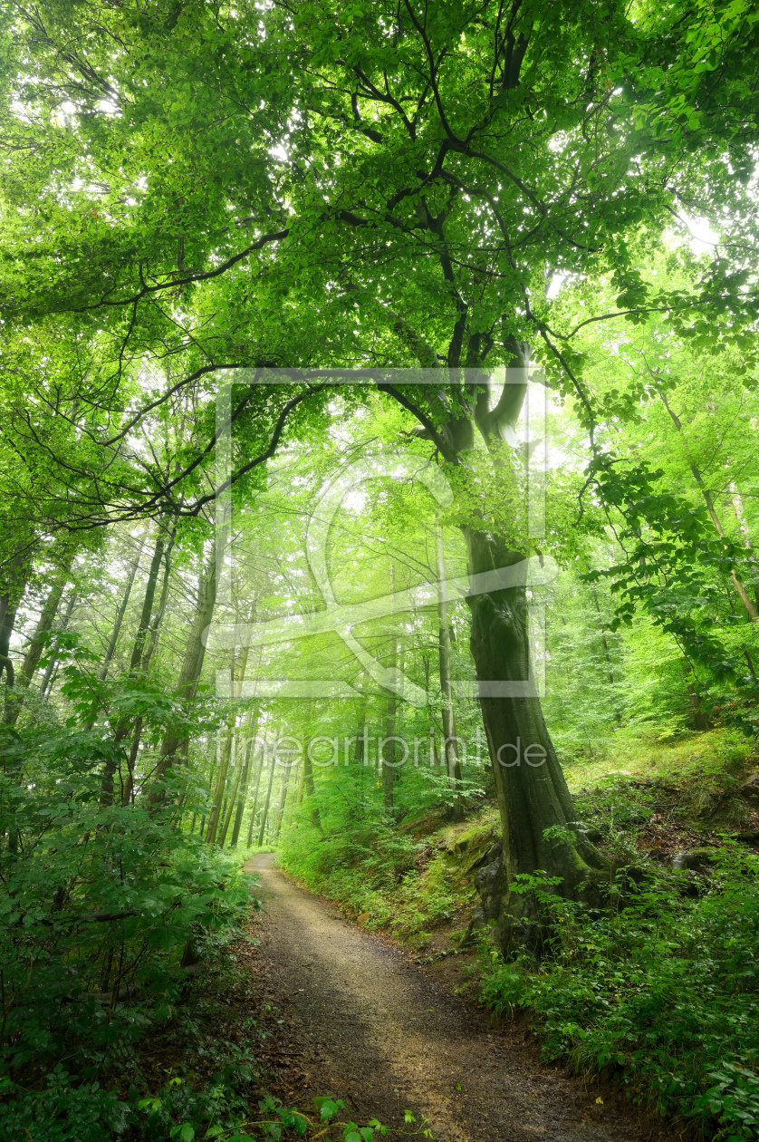 Bild-Nr.: 12860077 Schöne alte Buche im üppigen grünen Wald erstellt von Smileus