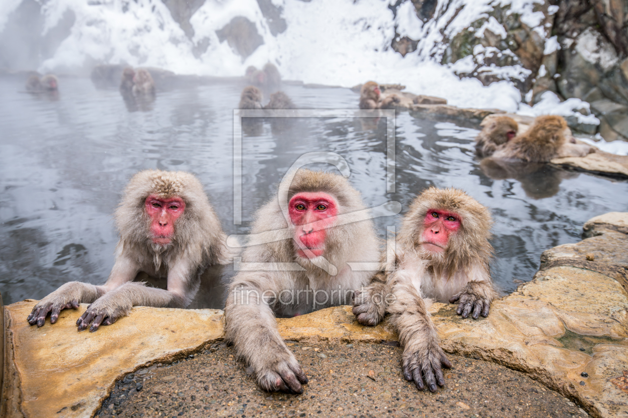 Bild-Nr.: 12862580 Japanmakaken beim Baden erstellt von eyetronic