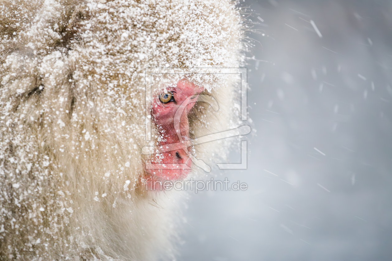 Bild-Nr.: 12862582 Japanischer Schneeaffe erstellt von eyetronic