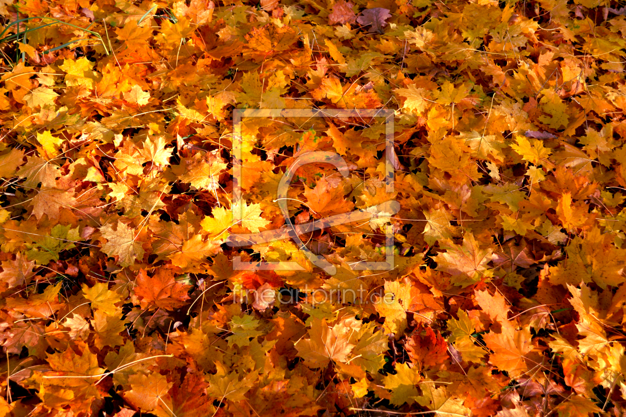 Bild-Nr.: 12863569 Herbstfarben erstellt von SchmidtArt